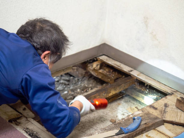 Best Local Mold Removal Service  in Tavernier, FL