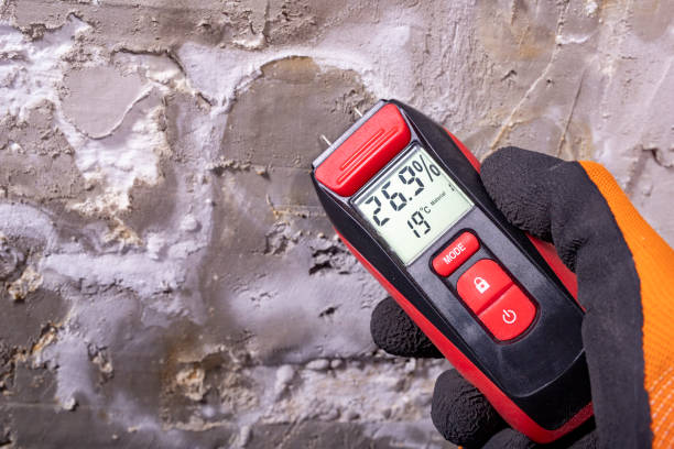 Best Mold Testing and Removal  in Tavernier, FL