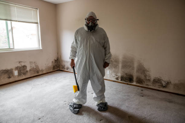 Certified Mold Removal in Tavernier, FL