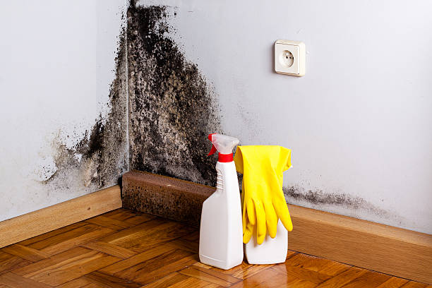 Best Residential Mold Removal  in Tavernier, FL