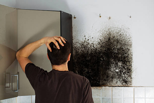 Mold Removal and Inspection in Tavernier, FL
